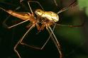 Tetragnatha_montana_D4988_Z_90_Les Gris_Frankrijk